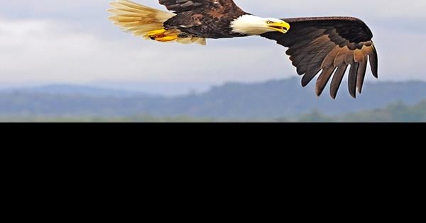 Volunteers sought for 62nd annual bald eagle count