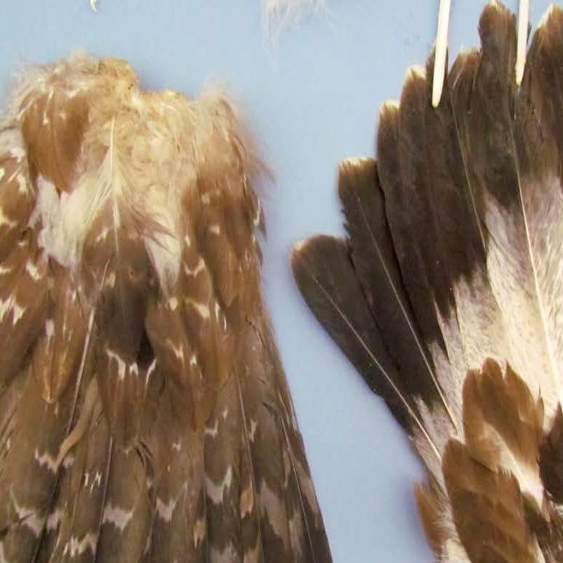 Golden Eagle Feather Images