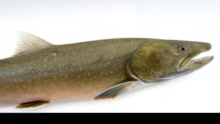 Nature Notes Bull Trout Are Doing Fine Lifestyles Elkodaily Com
