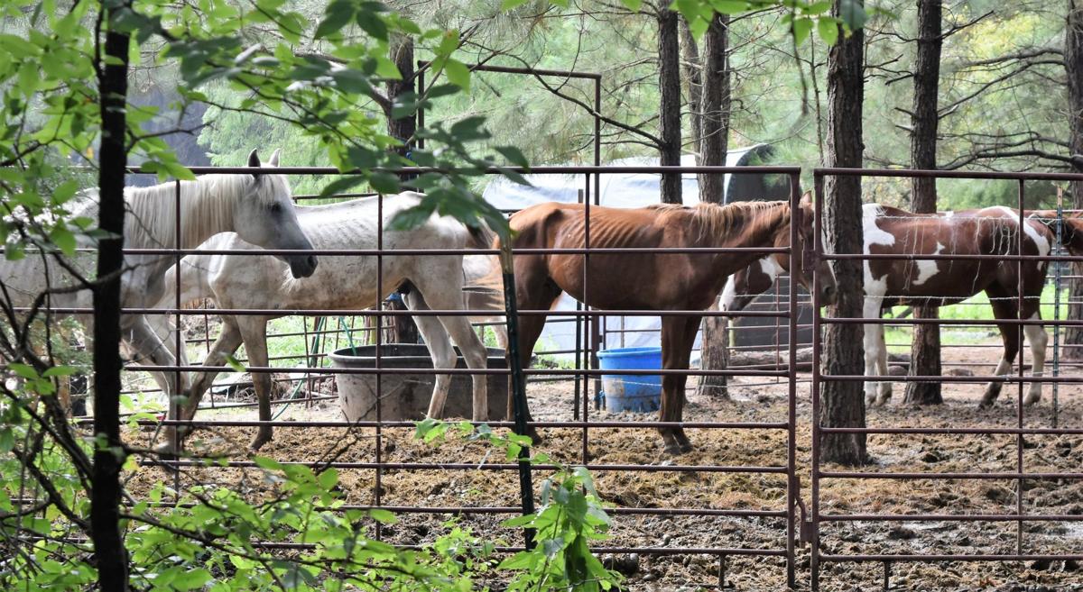 Horses seized from rescue facility