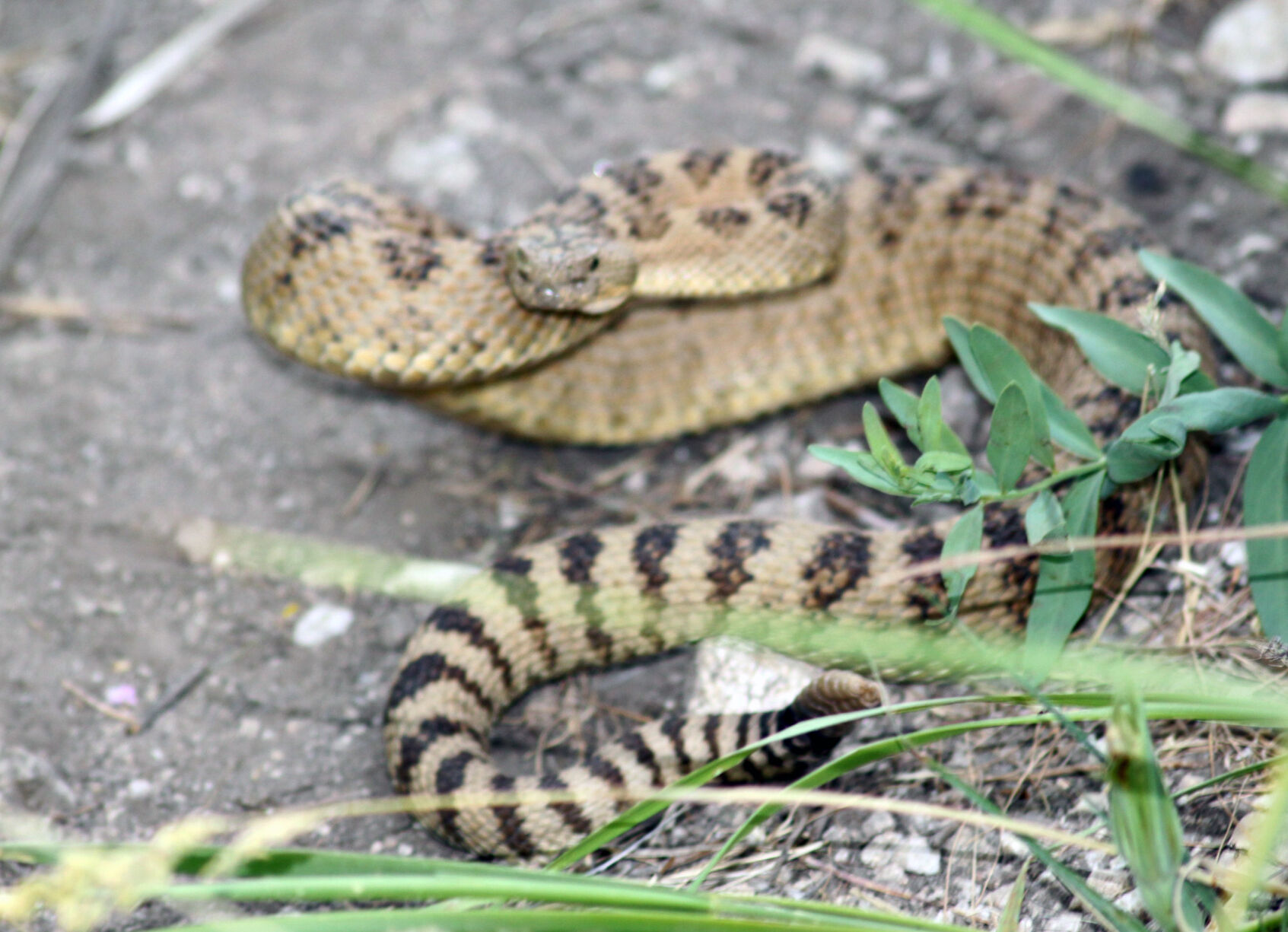 Squashed Rattlesnake Nature Notes: Getting rattlesnake bit