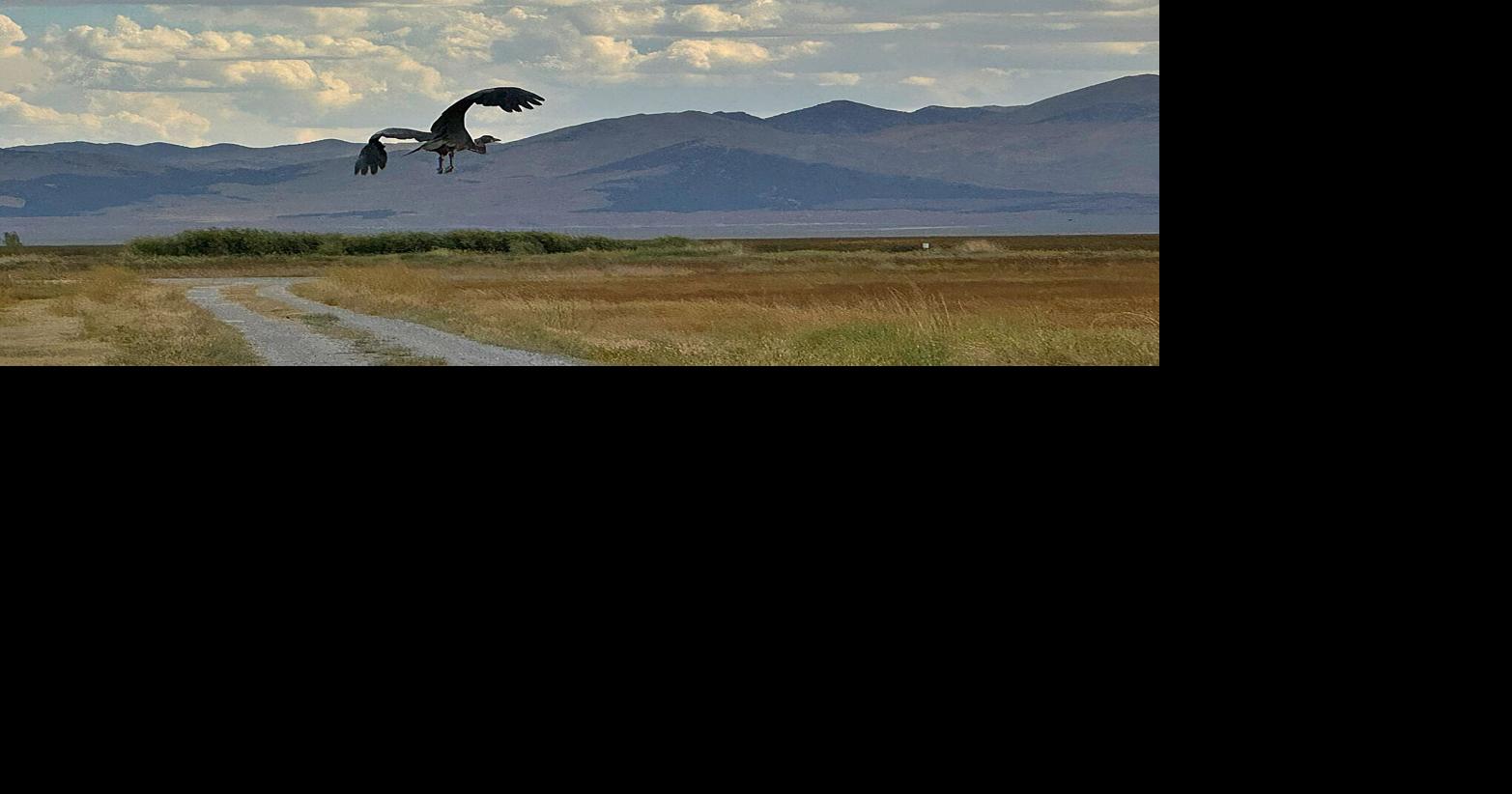 Photos Ruby Valley wildlife sightings