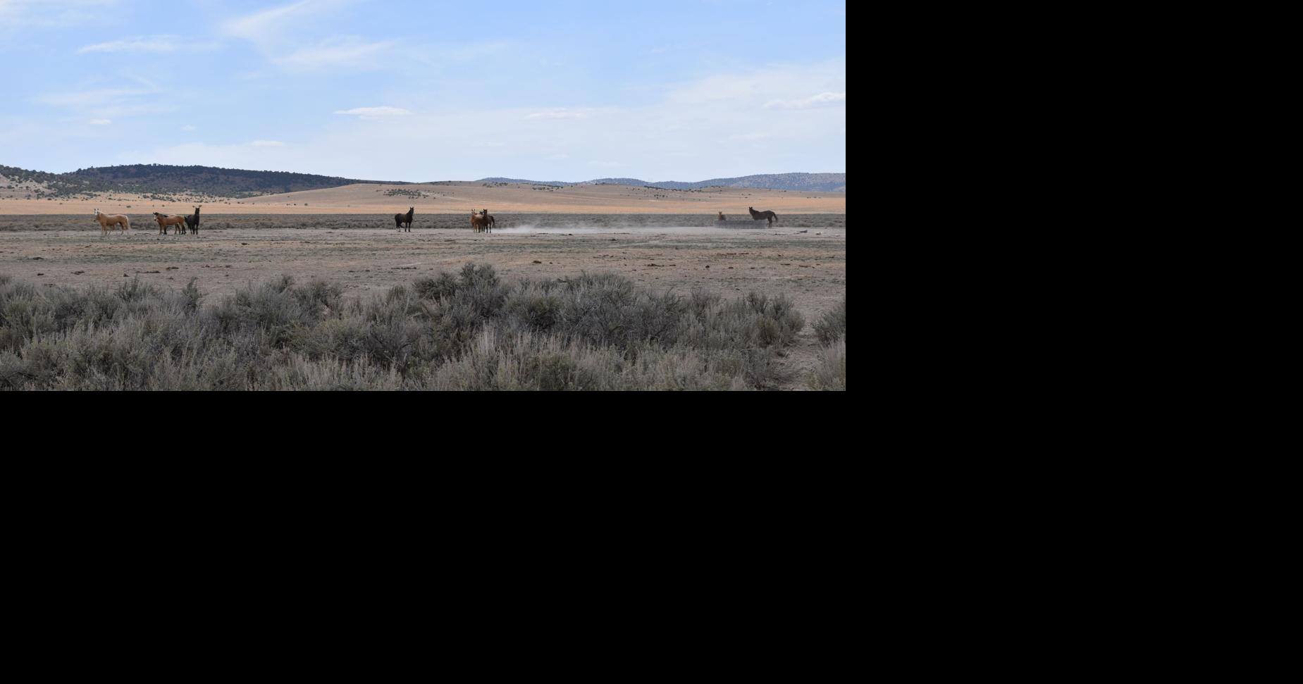 BLM approves dual plan for wild horses between Elko, Ely