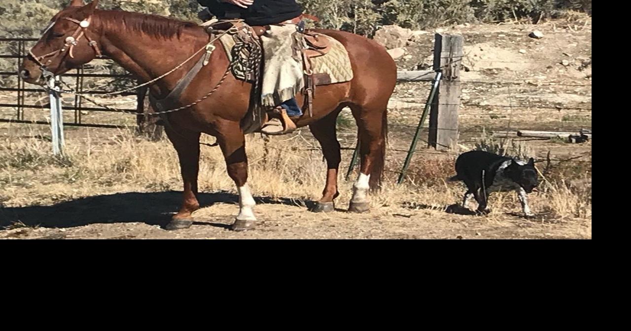 Mike Laughlin to be honored at National Finals Rodeo