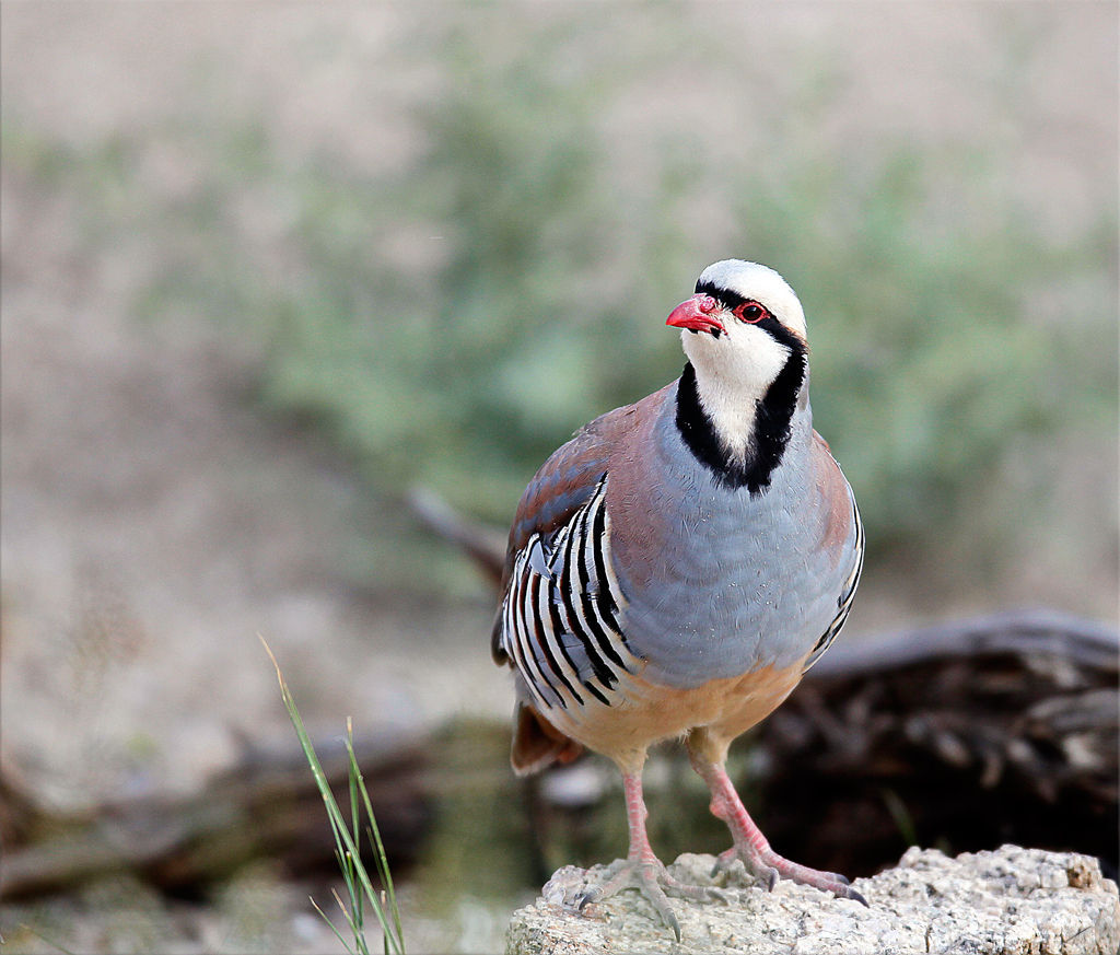 Late spring rain proves good news for chukar hunters