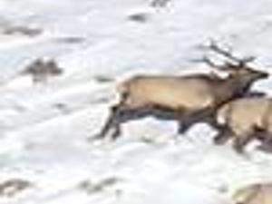 Elk In Elko County Lifestyles Elkodaily Com