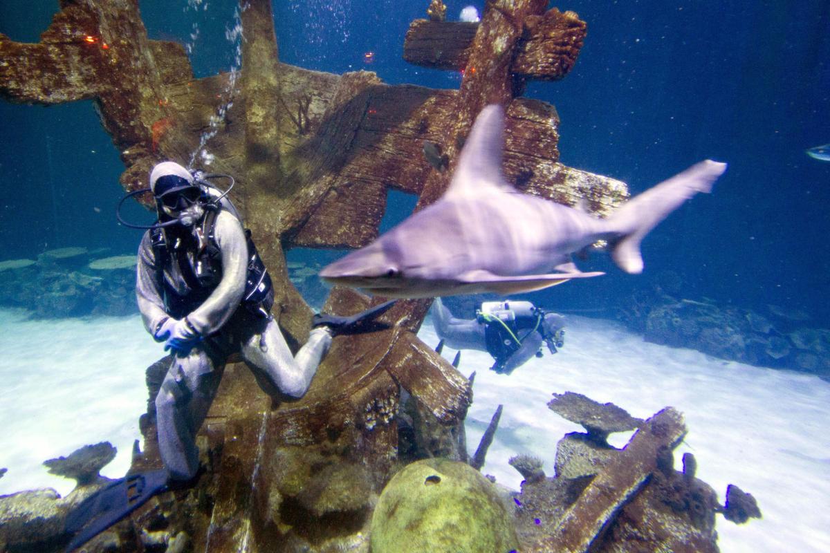 You Can Swim With Sharks in the Middle of the Desert at Las Vegas