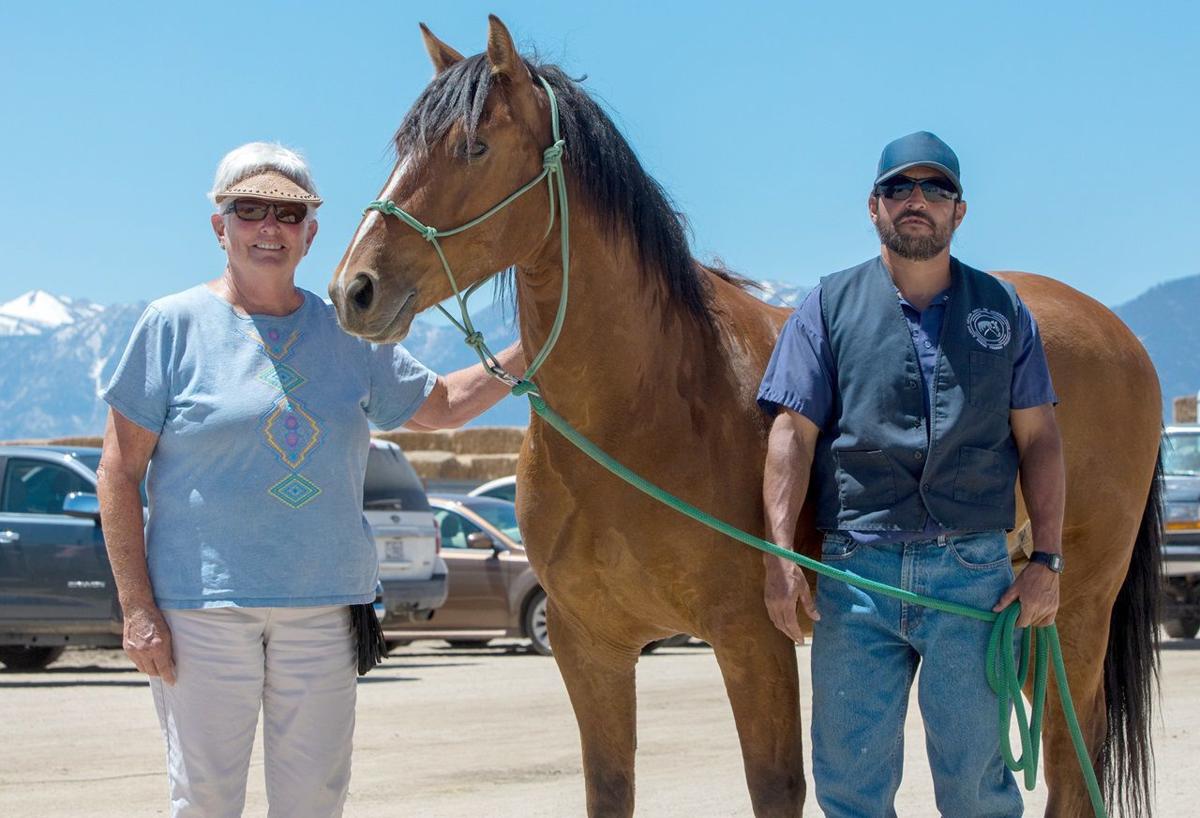Top Horse Adoption Goes For 5 600 Lifestyles Elkodaily Com