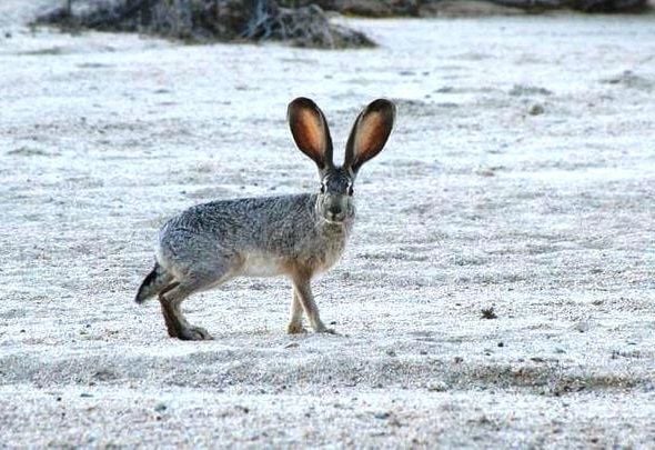 Nature Notes: Two types of jackrabbits