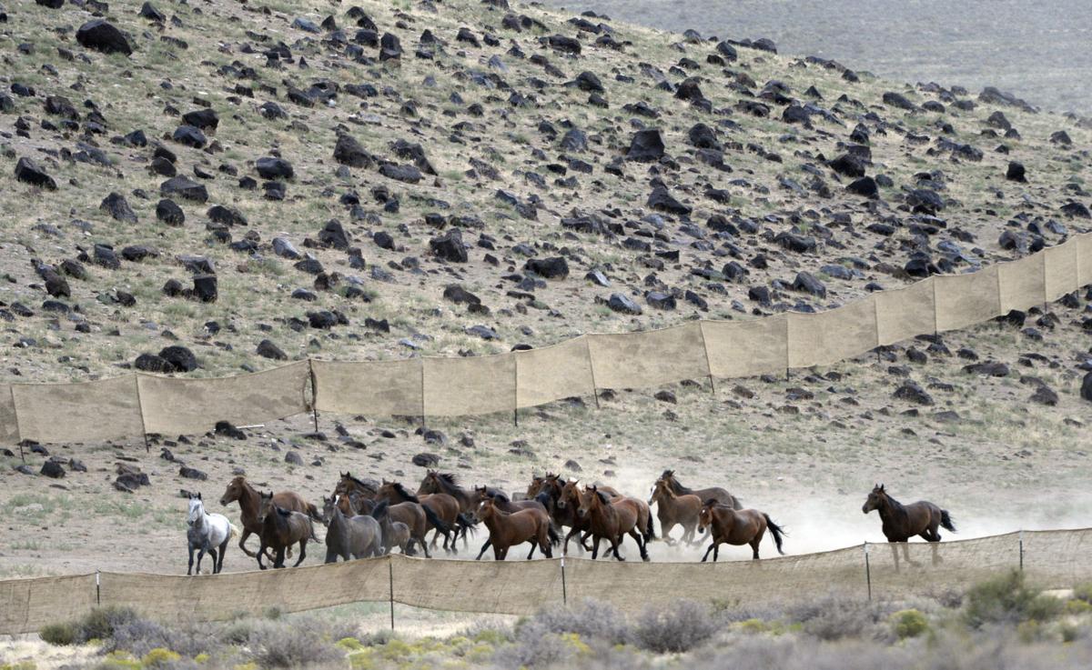 Wild Horse Roundup