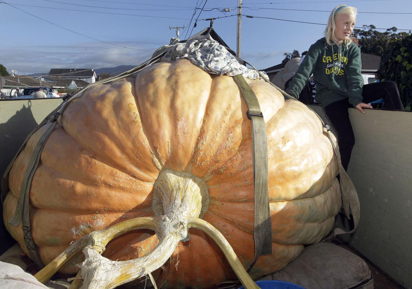 photos-25-giant-pumpkins-to-celebrate-halloween-home-and-garden
