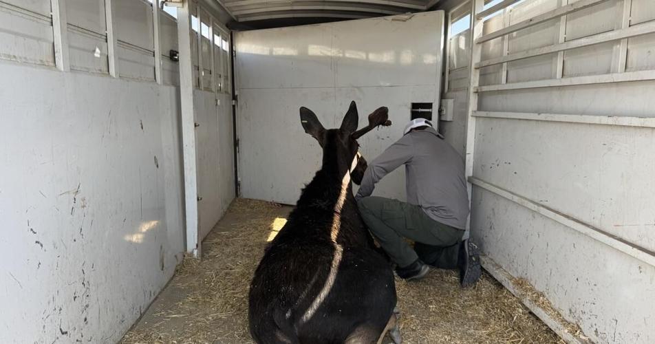 Idaho Fish and Game relocates yearling bull moose from Burley