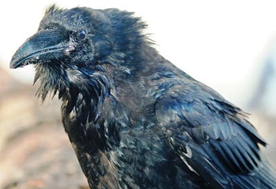 The intelligent raven