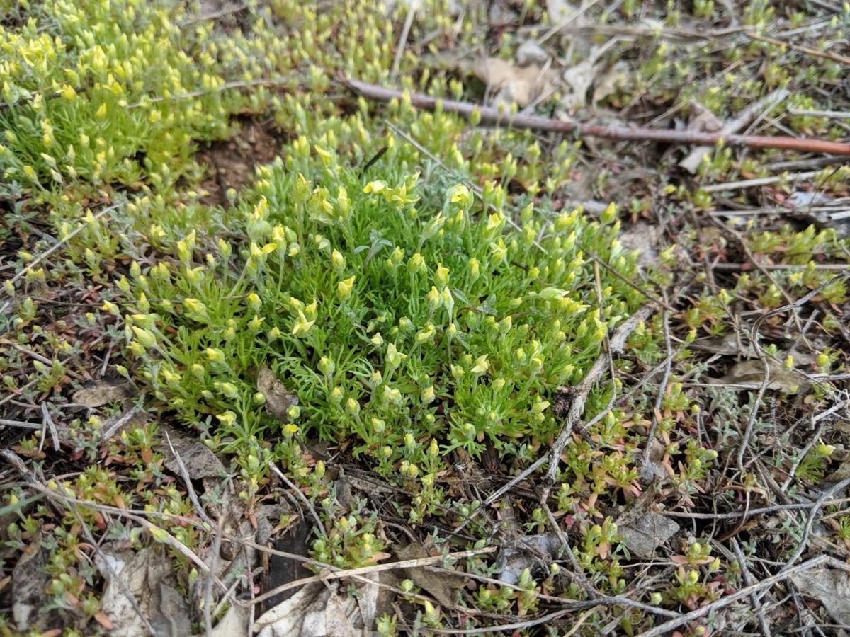 Nature Notes Another year of bur buttercup