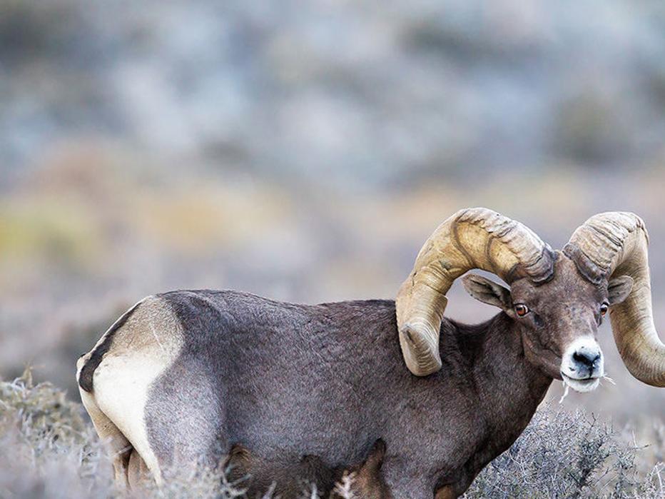 Silver State Tag Offers The Hunt Of A Lifetime Lifestyles Elkodaily Com