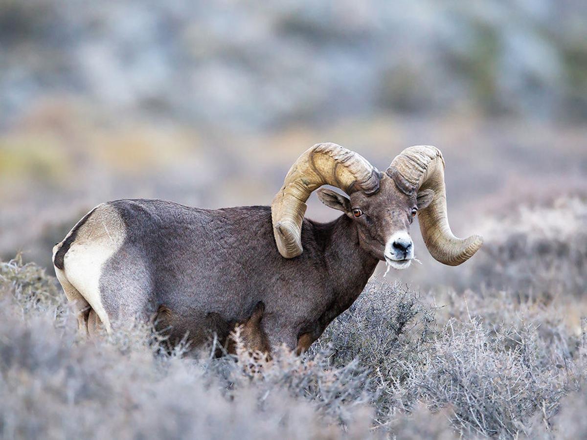 Silver State Tag Offers The Hunt Of A Lifetime Lifestyles Elkodaily Com