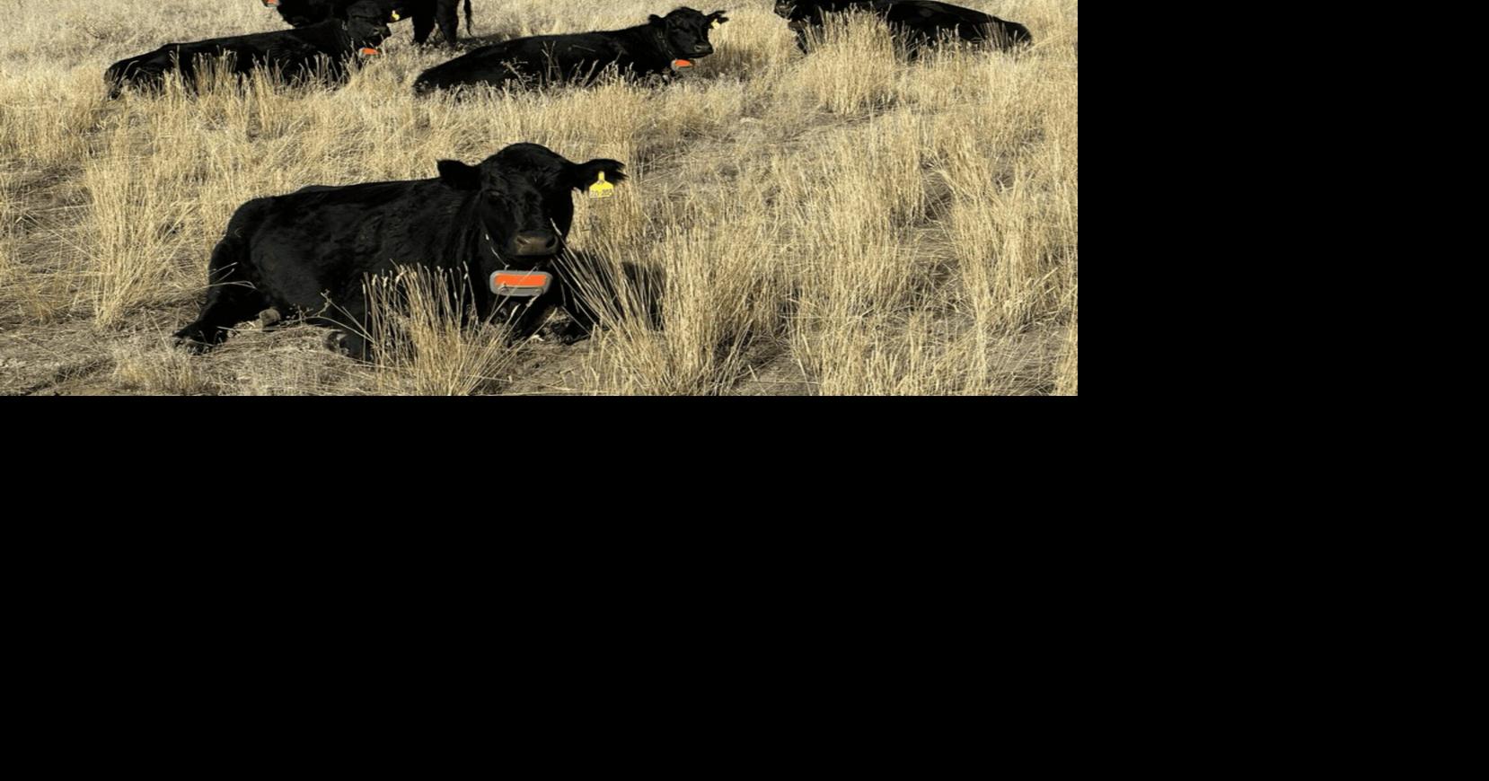 Elko cattle ranch participates in 'virtual fencing' study