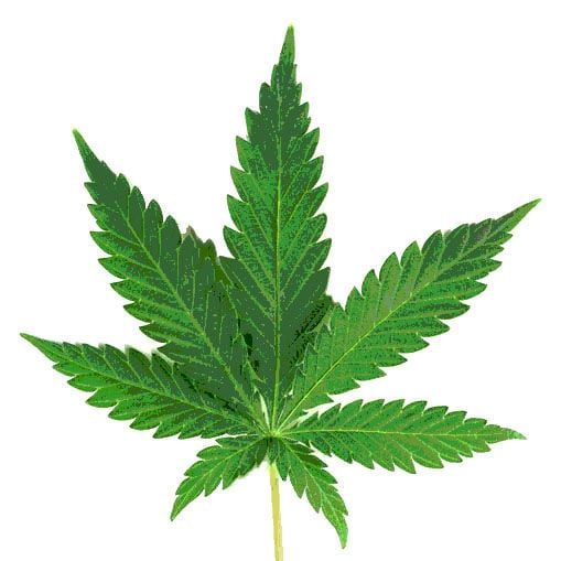 Marijuana leaf