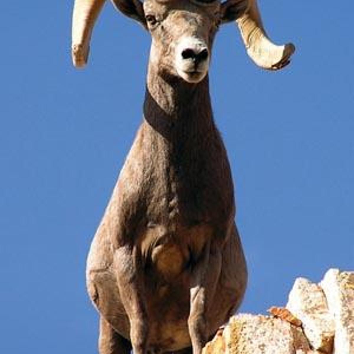 Disease Claims Nevada Bighorn Sheep Herd Lifestyles Elkodaily Com