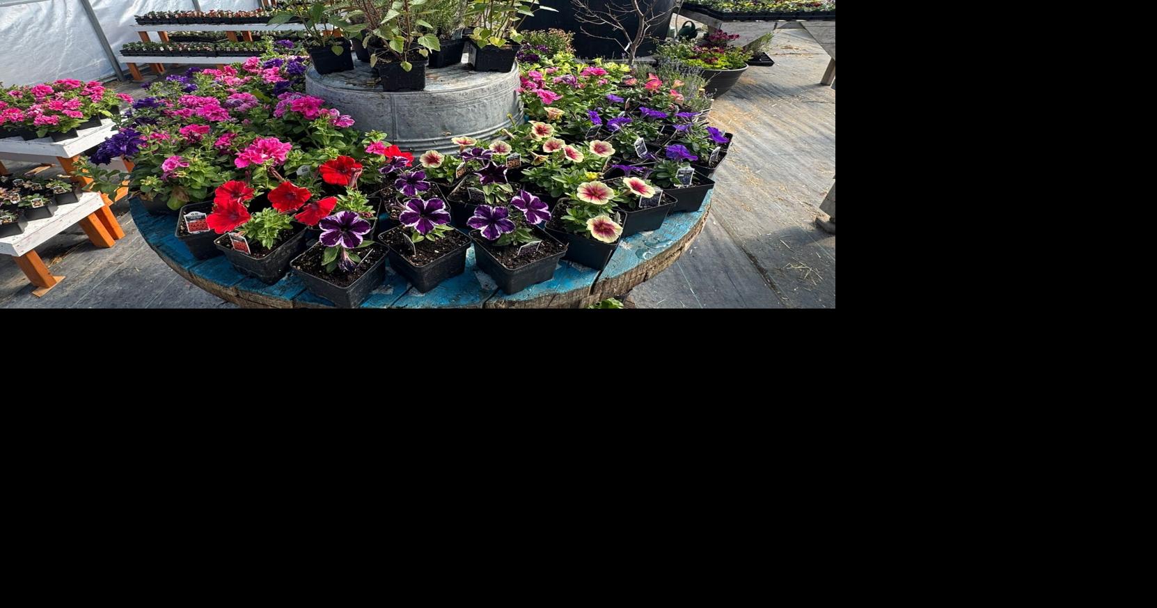 Lotspeich Family Farm opens new garden shop