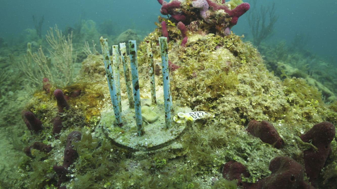 Biodegradable straw forts could help save endangered coral