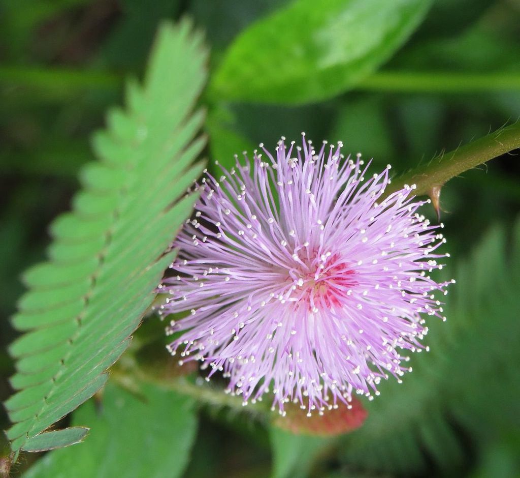 zombie plant (Mimosa pudica )  By Heimu's Himalayan Gardens LLC