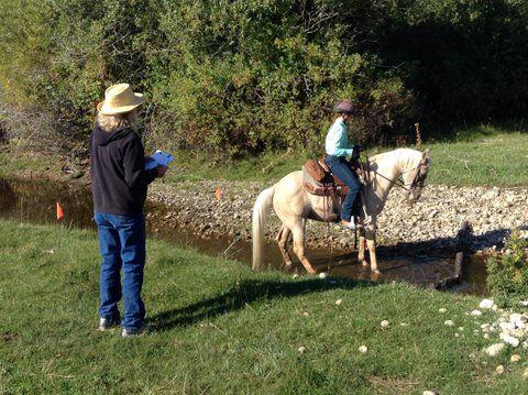 Man mule.jpg (copy)