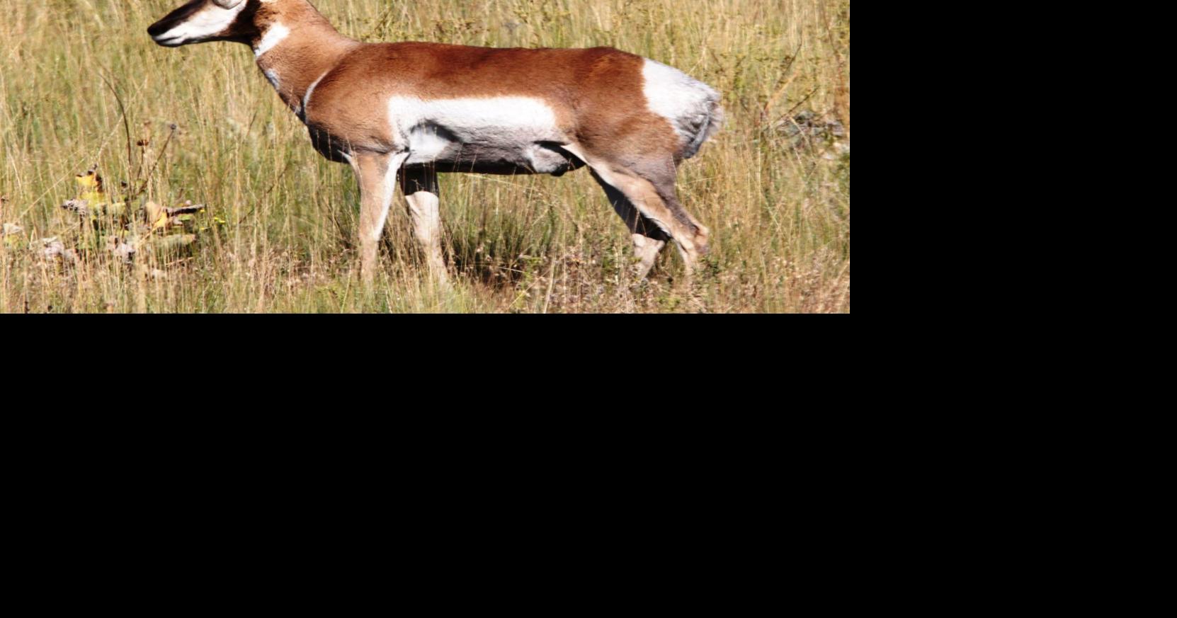 Nature Notes: No other animal is like our Pronghorn