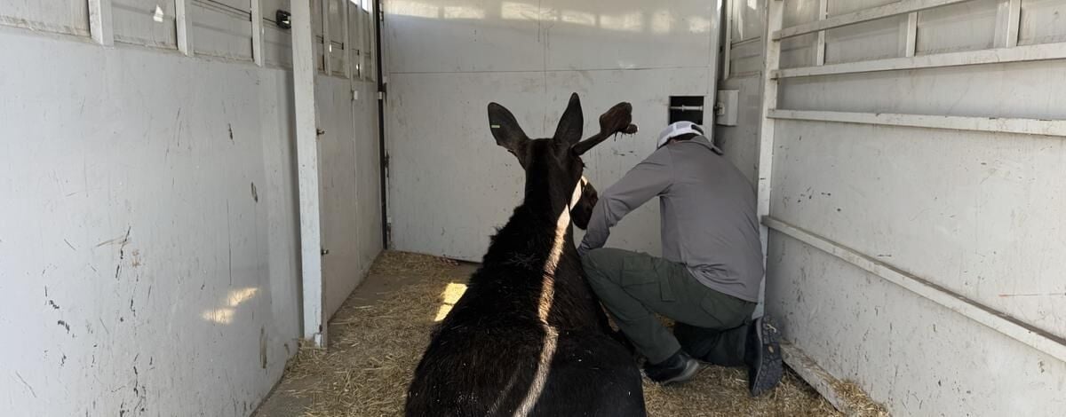 Idaho Fish and Game relocates yearling bull moose from Burley