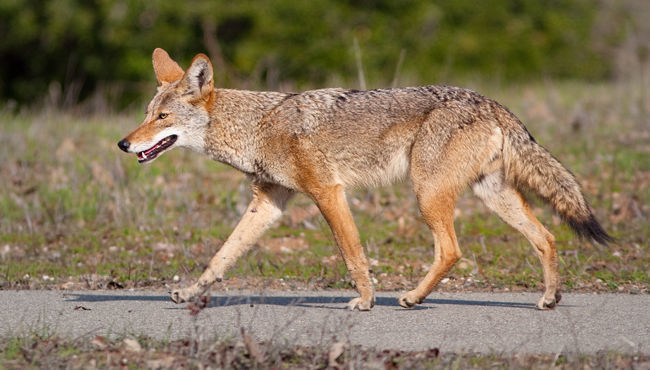 rabid coyote sounds