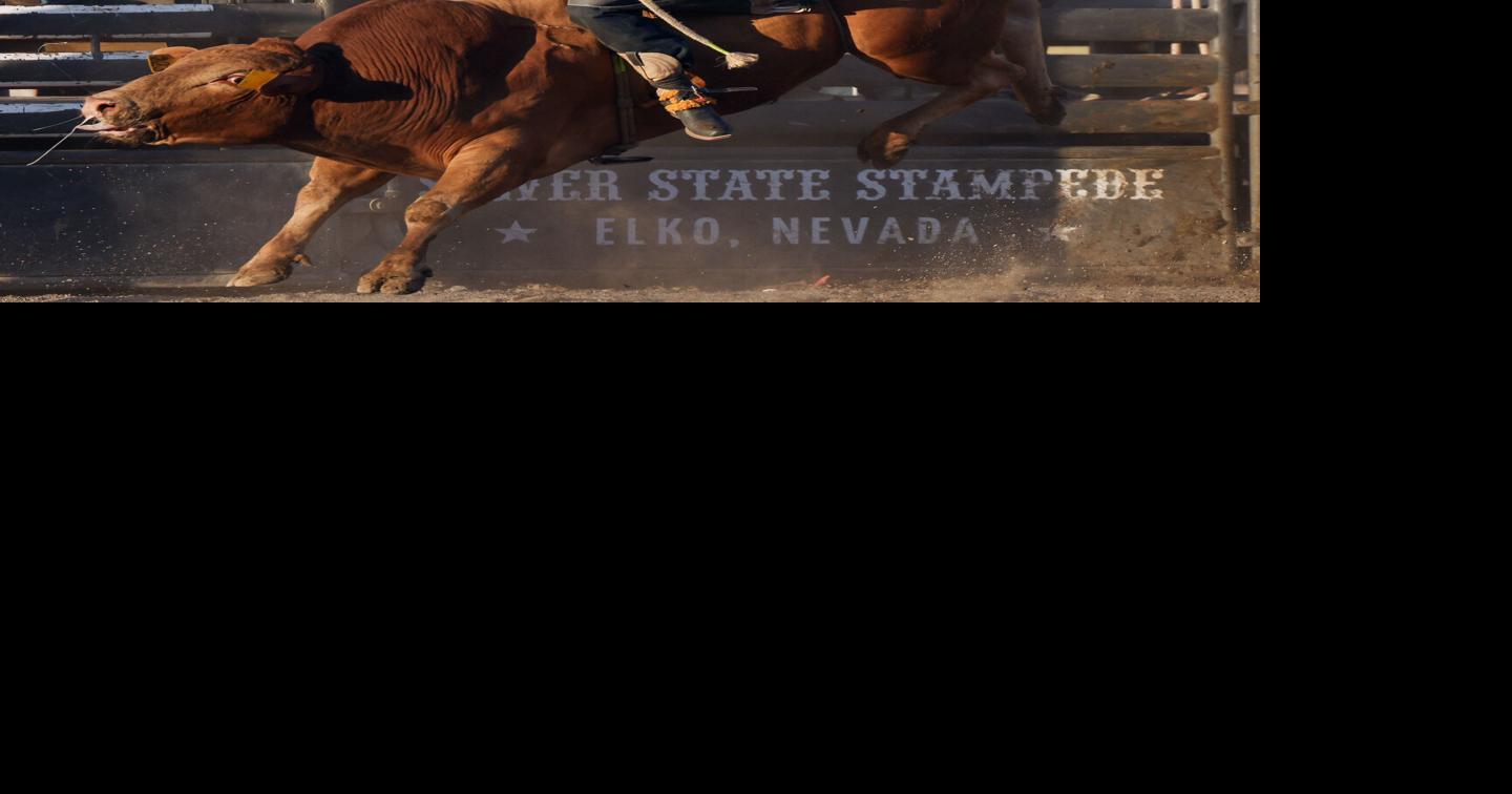 Morrison takes second in bull riding at Stampede Jun 22, 2026 1 min ago