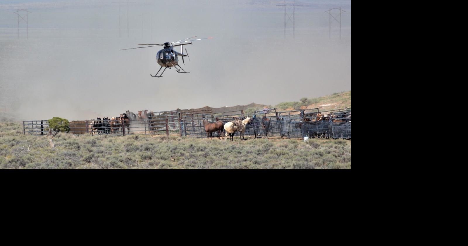 1,800 horses removed from Nevada land under extreme drought