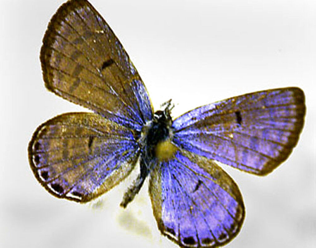 Endangered Butterfly Ski Area