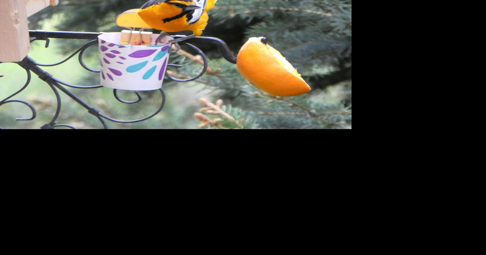 Hyslop: Feeding grape jelly to orioles
