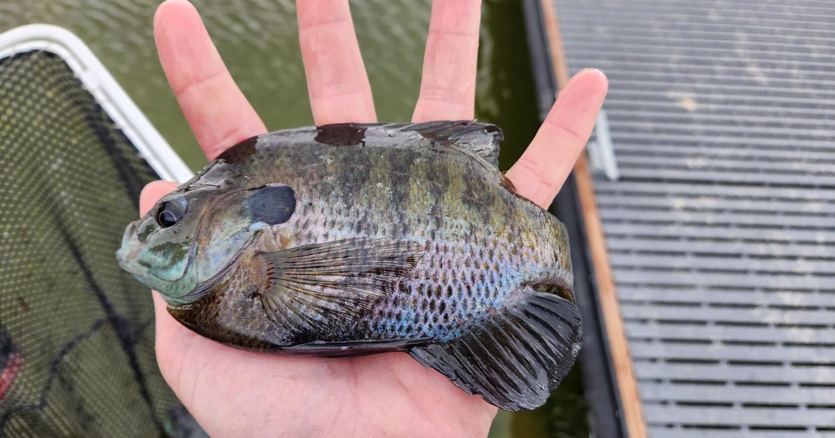 Joe's Fishing Hole: Bluegill brought to Jiggs Reservoir - Vimarsana News