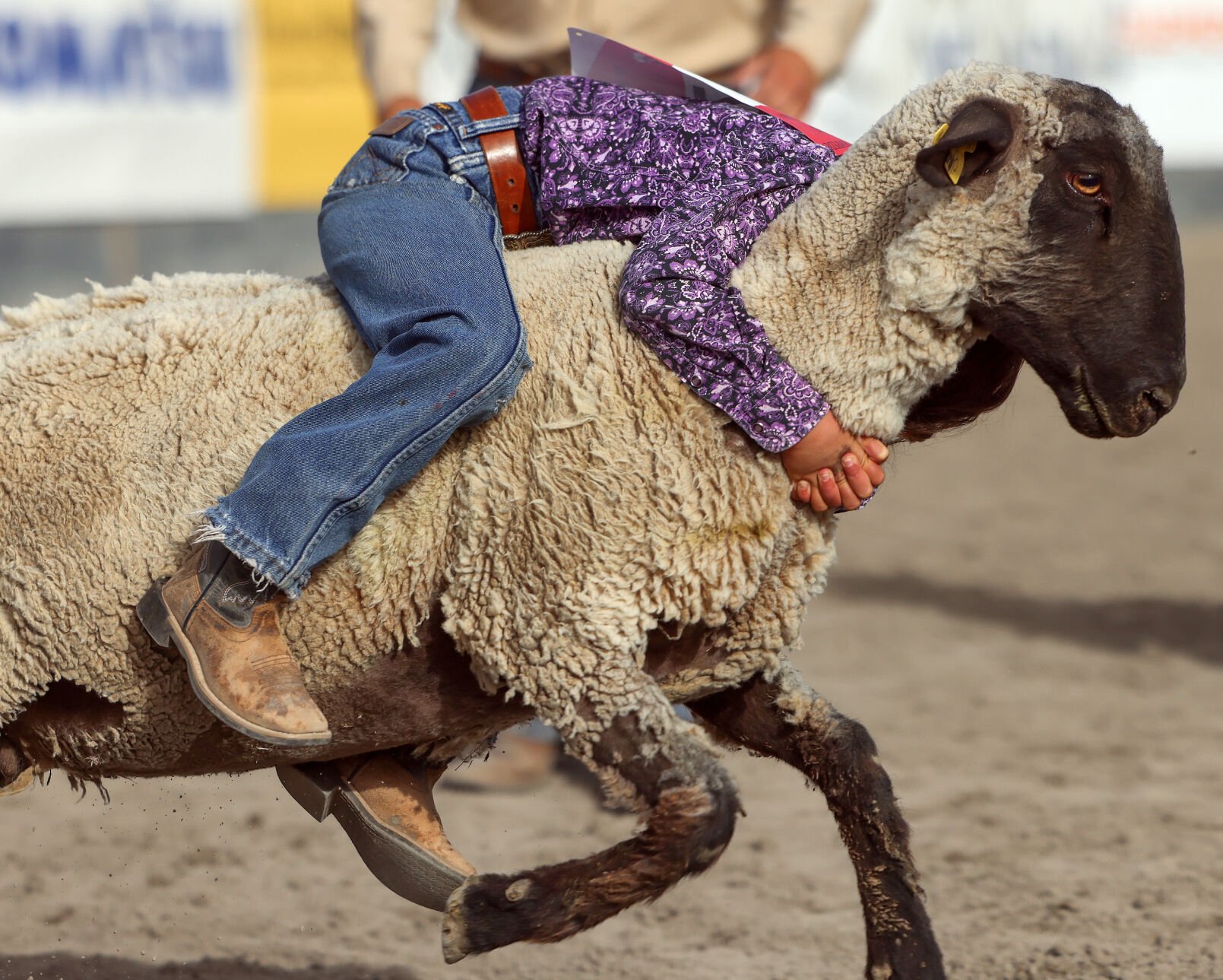 2025 Silver State Stampede Highlights