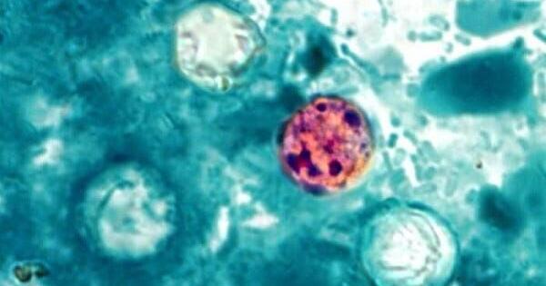 What to know about cyclospora after second Washoe case announced