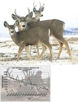 Nevada’s disappearing deer