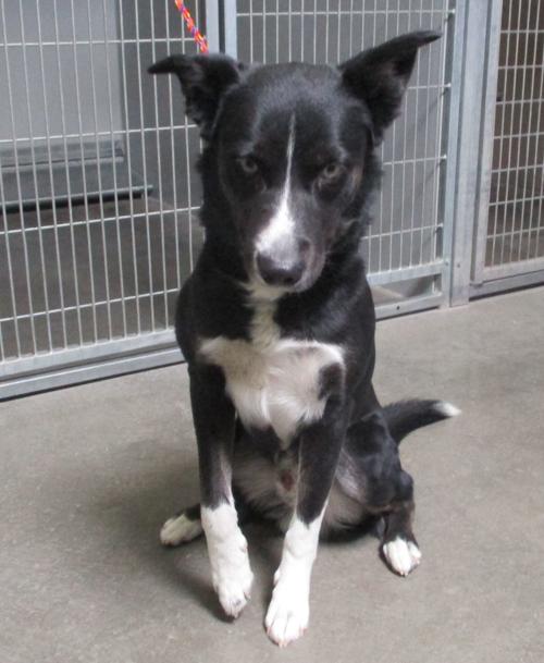 Pet of the Week