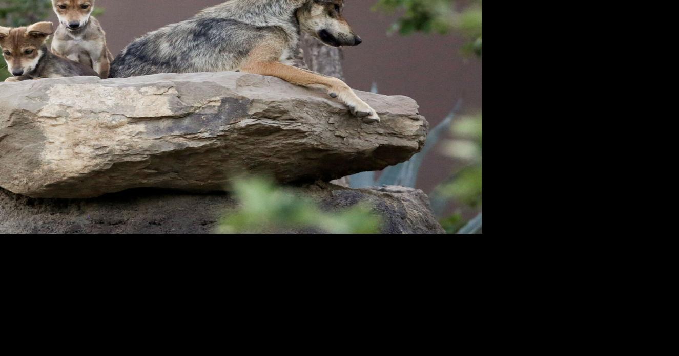 US border wall threatens wolves, conservationists say