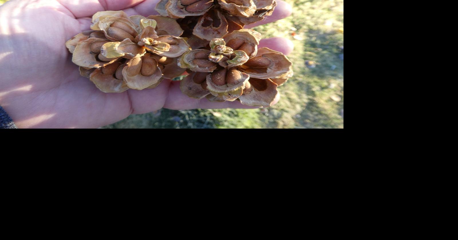 Pine nut harvest season kicks off