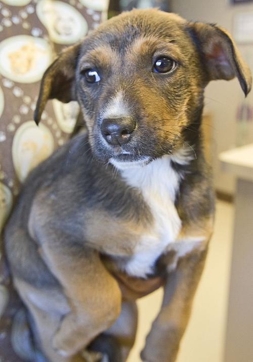 Elko Animal Shelter Local