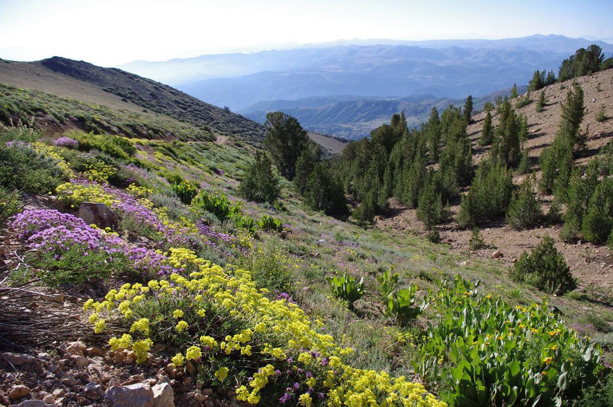 Celebrating Nevada’s bounty of native wildflowers