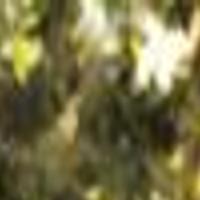 Spiderwick A Great Flick For Young At Heart Elkodaily Com A video game was released carrying. spiderwick a great flick for young at