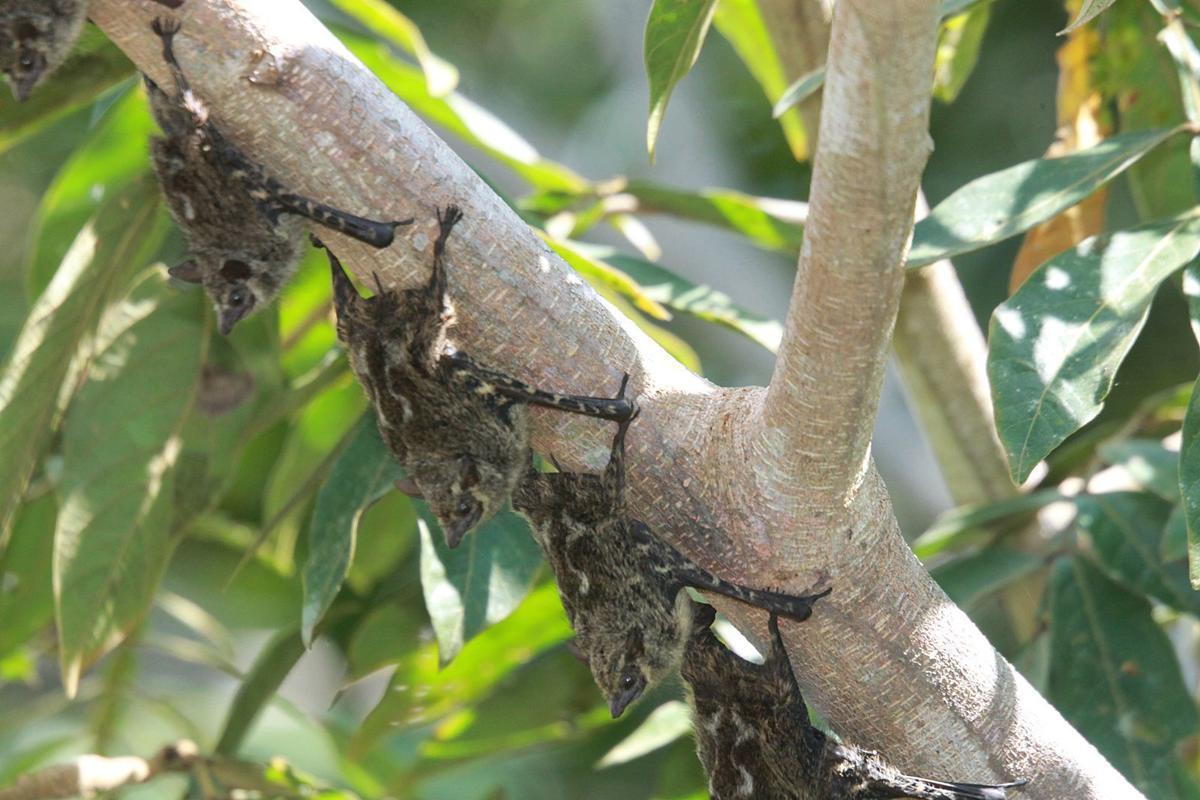 Long-nosed bats