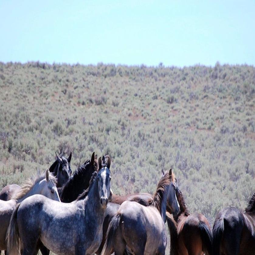 Nature Notes 2019 Wild Horse Numbers Lifestyles Elkodaily Com