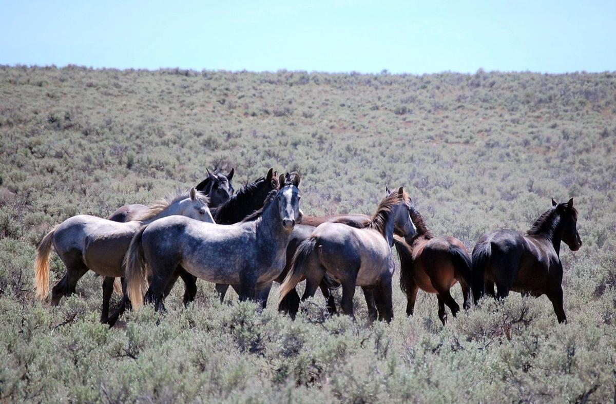 Elko County wild horses
