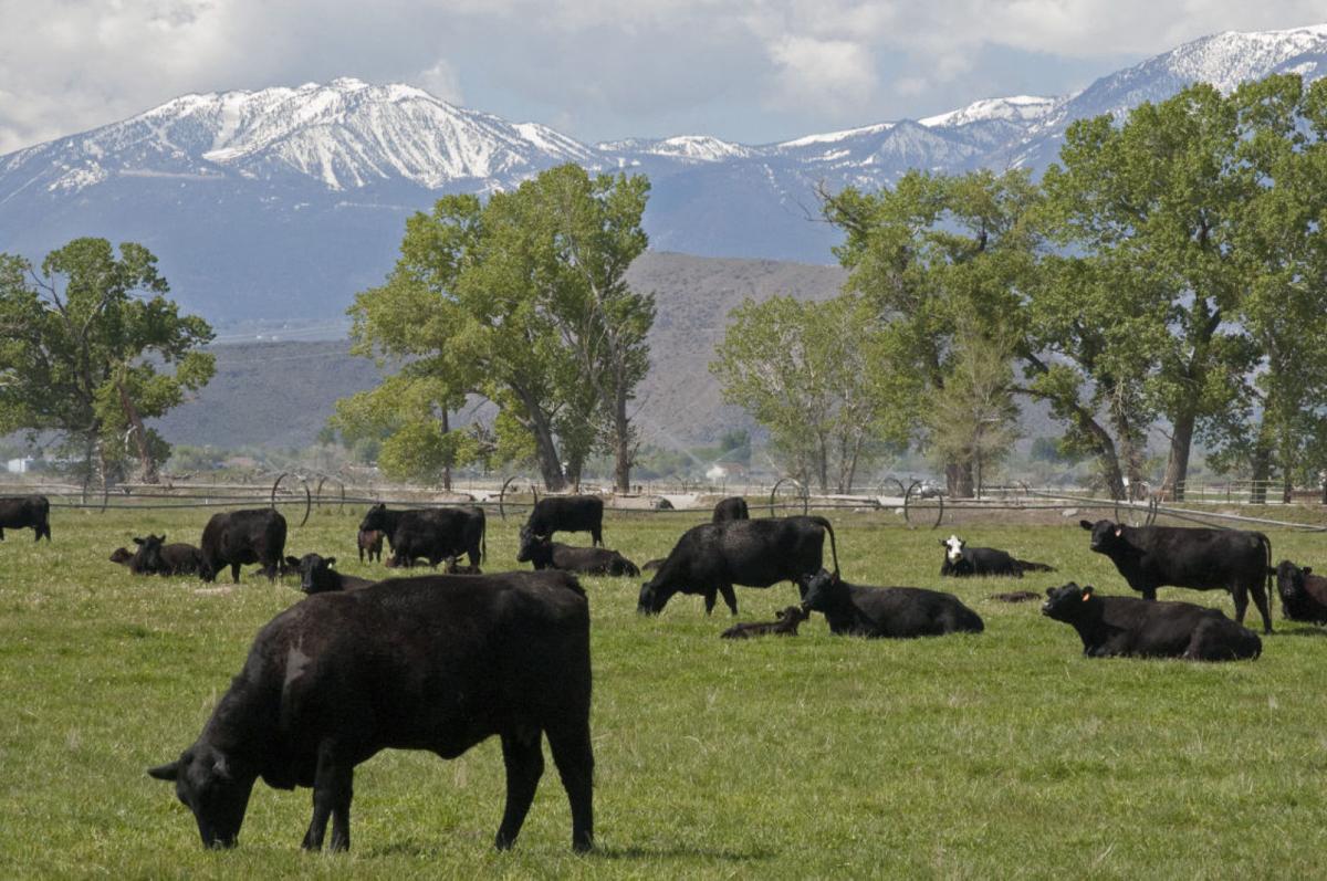 Cattlemen S Update To Cover Market Production And Research Local Elkodaily Com