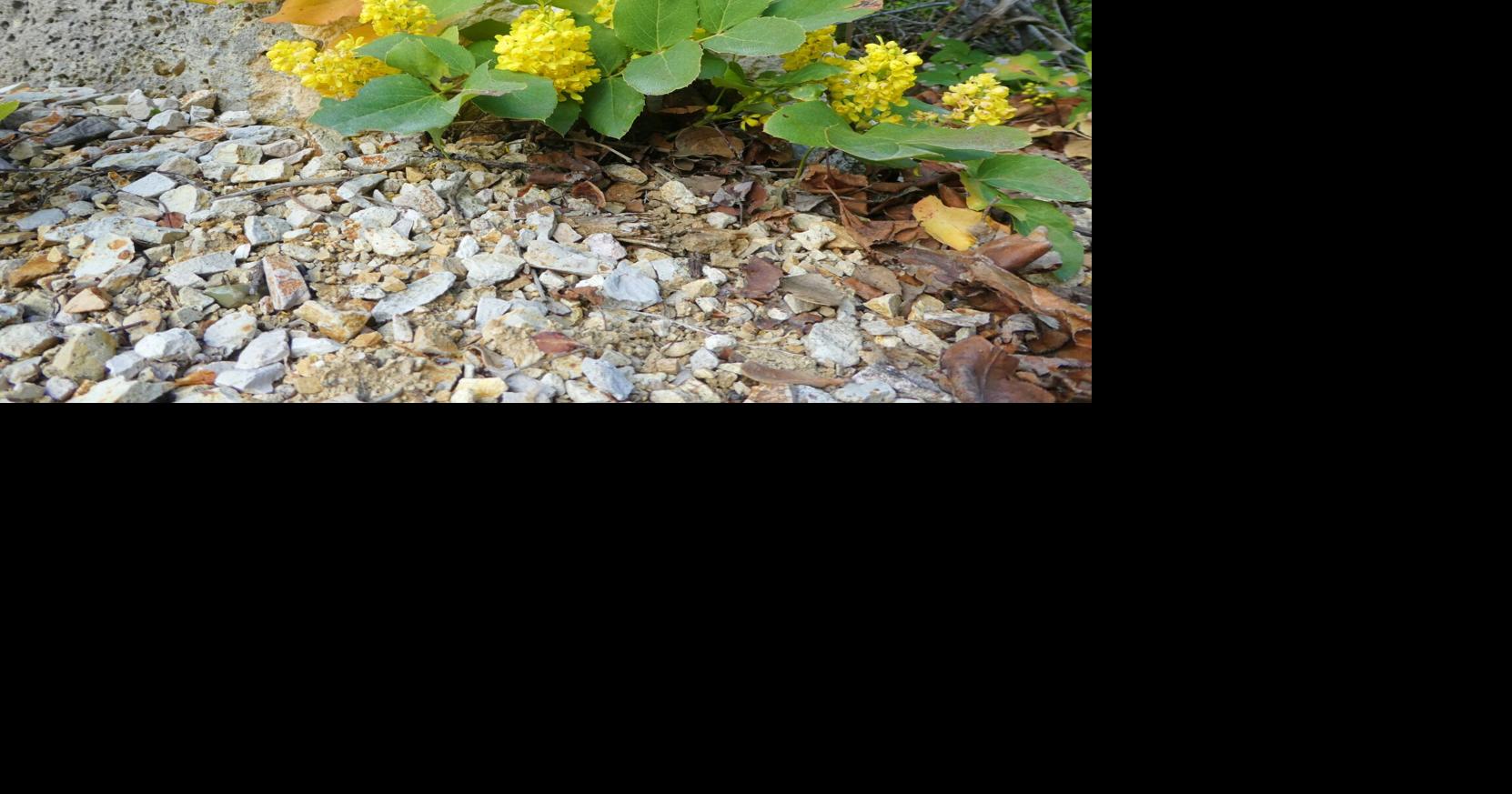 Nature Notes The colorful Oregon grape