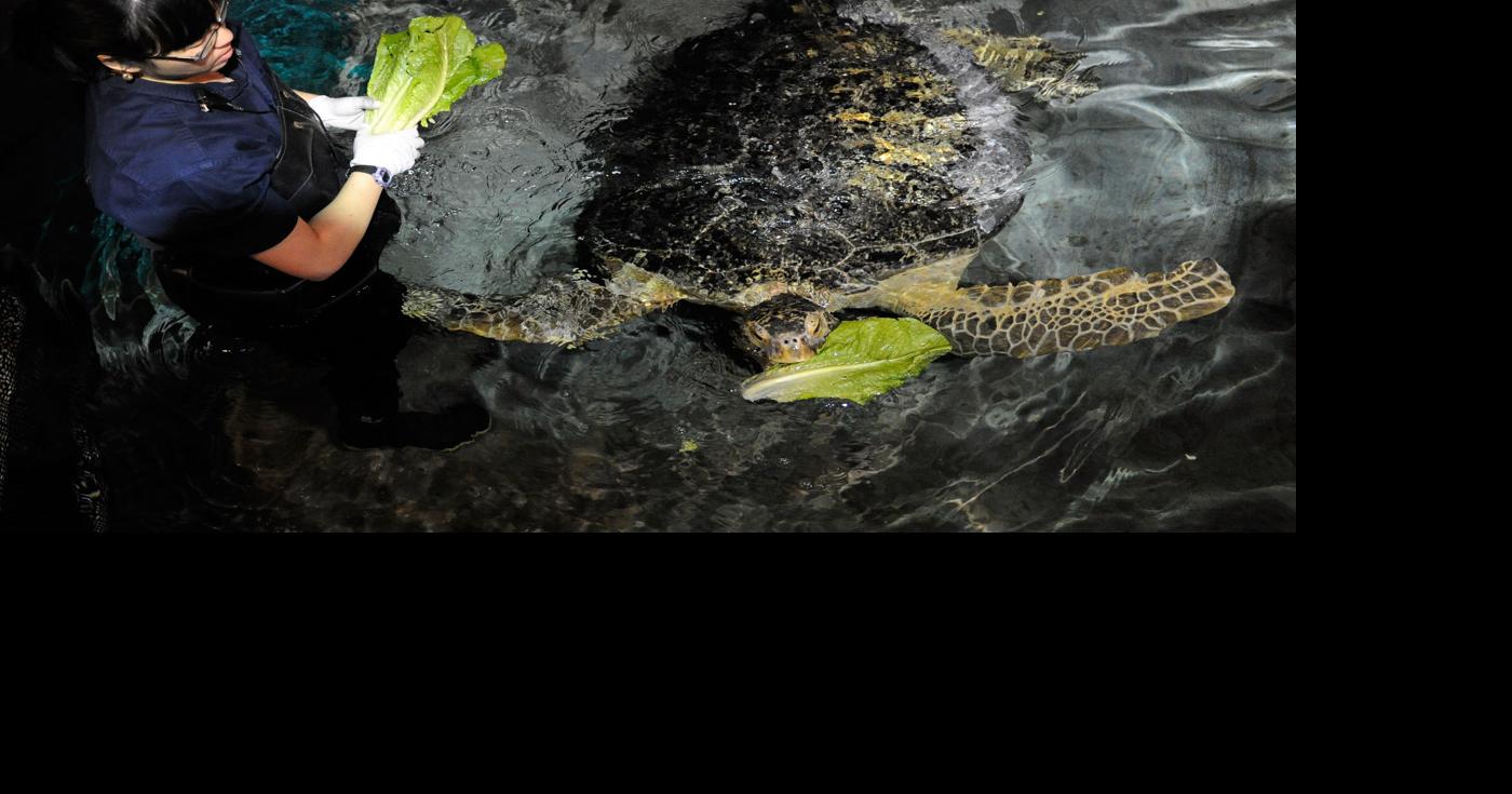 Disabled sea turtle released into new Vegas home